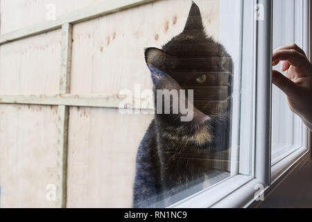 Enfant jouant avec le chat. L'animal est de l'autre côté de la fenêtre. Banque D'Images