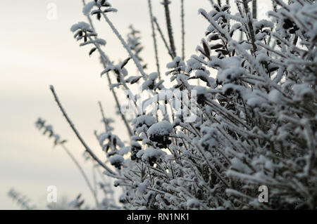 Les brindilles avec de petits fruits noirs d'une haie de troènes en jardin d'hiver Banque D'Images