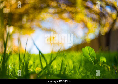 Image floue de l'herbe verte dans la cour ensoleillée de l'automne avec de beaux bokeh boudins. Selective focus macro shot Banque D'Images