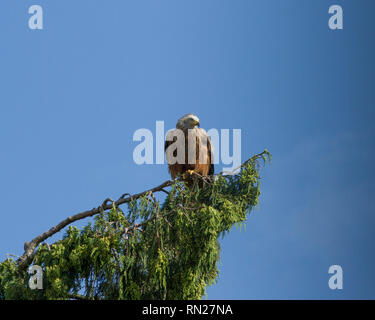 Un cerf-volant rouge repose sur un pin dans la banlieue de Buckinghamshire, Angleterre, Royaume-Uni. Banque D'Images