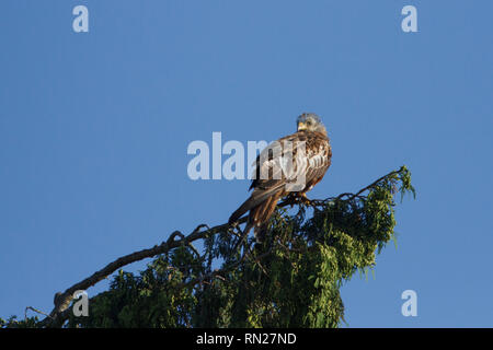 Un cerf-volant rouge repose sur un pin dans la banlieue de Buckinghamshire, Angleterre, Royaume-Uni. Banque D'Images