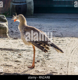 Pattes rouge seriema debout dans le sable, un oiseau tropical du Brésil des prairies Banque D'Images