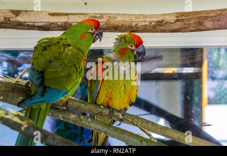 Deux drôles d'une façade rouge macaw perroquets assis sur une branche, tropical et gravement menacée d'oiseaux provenant de Bolivie Banque D'Images