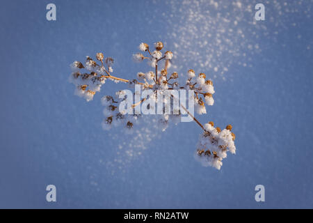 Commune couverte de neige dans la région de Yellowknife, Territoires du Nord-Ouest, Canada. Banque D'Images