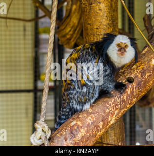 Tête blanche, d'un ouistiti singe populaires du Brésil, exotique cute pets Banque D'Images