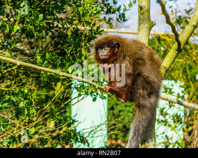 Titi cuivré assis sur une branche, gros plan, portrait de singe tropical la forêt amazonienne du Brésil Banque D'Images