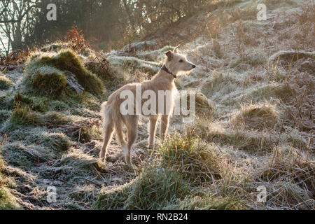 Lurcher un chien sur un matin d'hiver glacial et froid à pied. Herefordshire, UK Banque D'Images