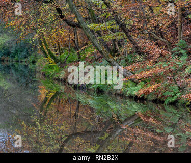 Affichage des arbres couleurs d'automne sur les rives de l'Union Canal à Falkirk en Ecosse centrale. Banque D'Images