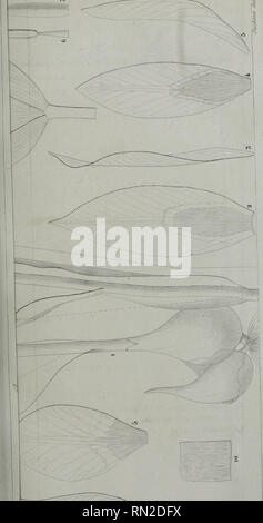 . Annales de la Société linnéenne de Lyon. . Veuillez noter que ces images sont extraites de la page numérisée des images qui peuvent avoir été retouchées numériquement pour plus de lisibilité - coloration et l'aspect de ces illustrations ne peut pas parfaitement ressembler à l'œuvre originale.. Société linnéenne de Lyon. Lyon  : Société linnéenne de Lyon Banque D'Images