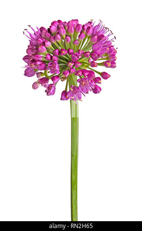 Tige avec fleur pourpre chef de l'oignon (Allium ornementales nutans) Millenium cultivar isolés contre un fond blanc Banque D'Images