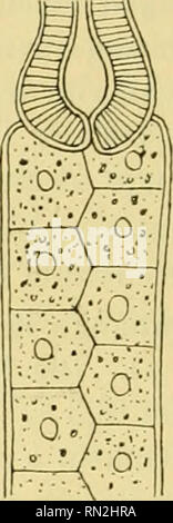 . Annales de Biologie lacustre. Histoire naturelle ; animaux d'eau douce plantes d'eau douce ; ; lacs. . Veuillez noter que ces images sont extraites de la page numérisée des images qui peuvent avoir été retouchées numériquement pour plus de lisibilité - coloration et l'aspect de ces illustrations ne peut pas parfaitement ressembler à l'œuvre originale.. Station biologique d'Overmeire. Bruxelles : F. Vanbuggenhoudt Banque D'Images