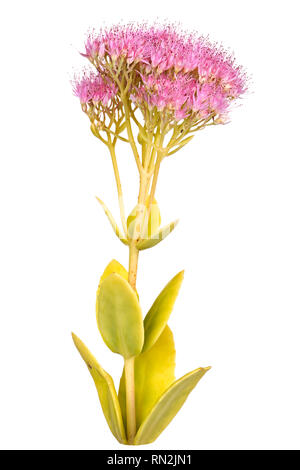 Tige avec feuilles et plusieurs chefs de fleurs roses à partir d'un cultivar (sedum Sedum spectabile ou Hylotelephium) isolé sur fond blanc Banque D'Images