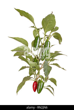 Plante à tige, feuilles, fruits rouges et verts d'un piment jalapeno (Capsicum annuum) isolé sur fond blanc Banque D'Images