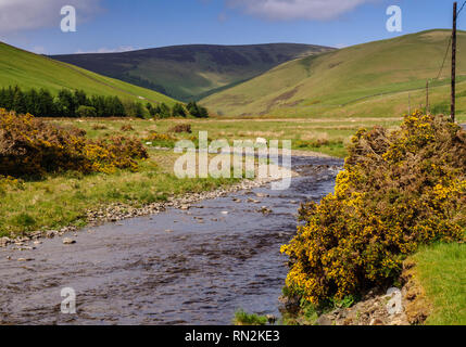 Le Leithin l'eau serpente à travers le paysage vallonné des collines près de Inverleithin Moorfoot en Ecosse de hautes terres du Sud. Banque D'Images