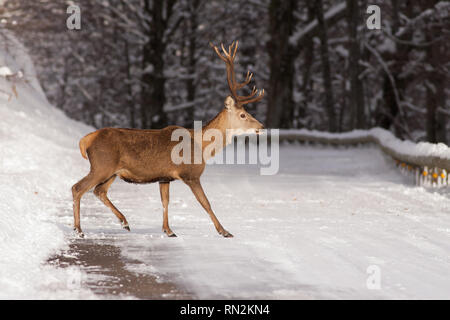 Un mâle de Red Deer dans le Parc Naturel de Saja-Besaya, Espagne Banque D'Images