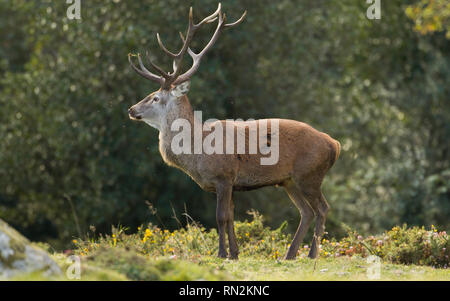 Un mâle de Red Deer dans le Parc Naturel de Saja-Besaya, Espagne Banque D'Images