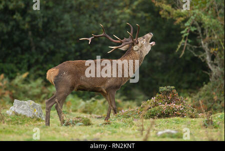 Un mâle de Red Deer dans le Parc Naturel de Saja-Besaya, Espagne Banque D'Images