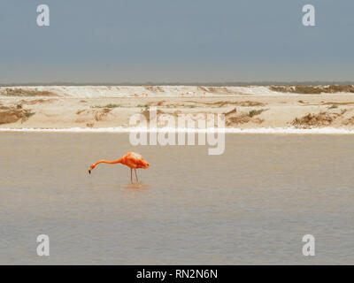 Flamingo à Las Coloradas - lacs de sel dans la région de Yucatan, Mexique Banque D'Images