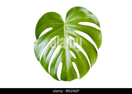 Feuille de monstera philodendron, feuilles de plantes isolé sur fond blanc - Banque D'Images