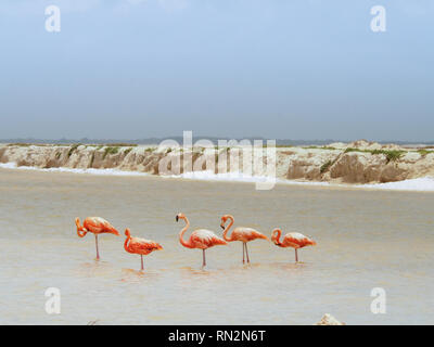 Flamingo à Las Coloradas - lacs de sel dans la région de Yucatan, Mexique Banque D'Images