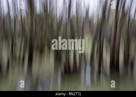 Abstract motion blurred dark sombre des arbres dans les bois Banque D'Images