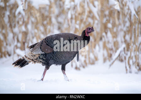 Rio Grande Wild Turkey, Meleagris gallopavo intermedia), Bosque del Apache National Wildlife Refuge, Nouveau Mexique, USA. Banque D'Images