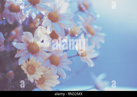 Fleur fond bleu vintage. Fleur de chrysanthème fleur après la pluie Banque D'Images