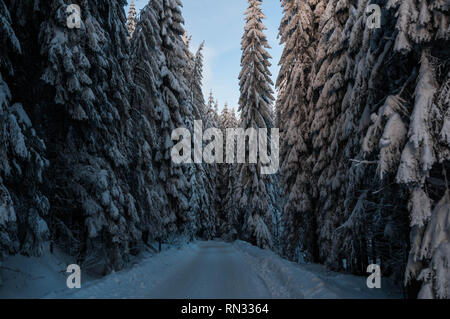 Chemin forestier énorme de neige sur la pinède à l'heure d'hiver dans les montagnes Carpatian Banque D'Images