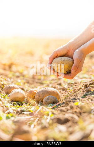 Les pommes de terre fraîches agriculteur détient dans ses mains. La récolte, la nourriture végétarienne bio. Banque D'Images