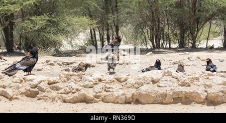 Neuf adultes et jeunes aigles Bateleur, Terathopius ecaudatus, Kgalagadi Transfrontier Park, Northern Cape, Afrique du Sud de se rafraîchir dans un trou d'un Banque D'Images