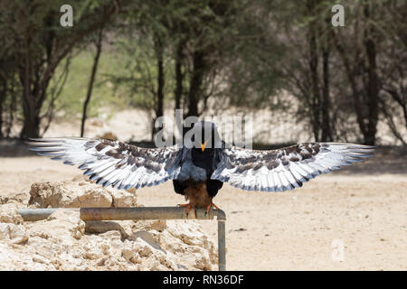 Aigle bateleur, Terathopius ecaudatus, Kgalagadi Transfrontier Park, Northern Cape, Afrique du sud des Alpes aux ailes déployées pour réchauffer les huiles en t Banque D'Images