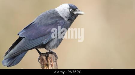 Choucas (Corvus monedula) perché sur poster dans les terres agricoles. Février 2019, Gloucestershire, Royaume-Uni Banque D'Images