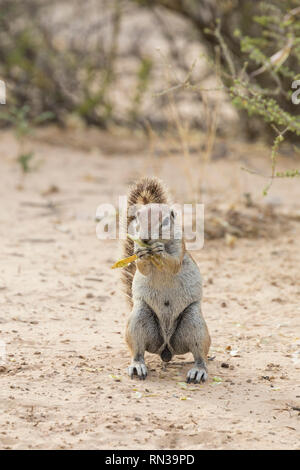 Rez-de-écureuil, HA83 inauris, Kgalagadi Transfrontier Park, Northern Cape, Afrique du Sud. Rongeurs terrestres endémiques rongeant gousse Banque D'Images