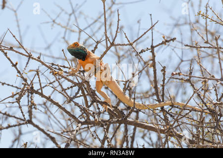 La masse tête bleue agama Agama agama aculeata, mâle, en reproduction de soleil dans un buisson, Kgalagadi Transfrontier Park,, Northern Cape, Afrique du Sud Banque D'Images