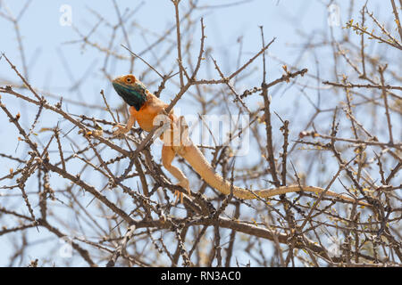 La masse tête bleue agama Agama agama aculeata, mâle, en reproduction de soleil dans un buisson, Kgalagadi Transfrontier Park,, Northern Cape, Afrique du Sud Banque D'Images