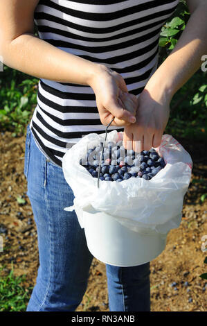 Jeune femme met les bleuets a dans un seau blanc à Blueberry Farm en Arkansas. Elle porte une chemise rayée. Banque D'Images