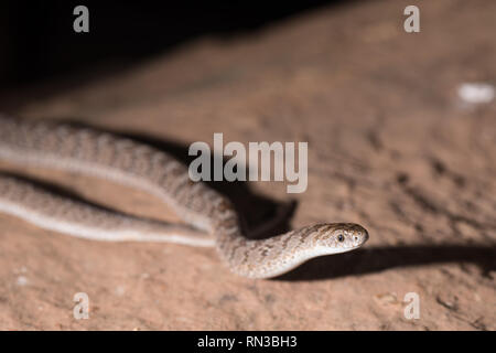 Ou communs, les mangeurs d'oeufs rhombique Dasypeltis scabra, comme cela à Madikwe Game Reserve, North West, Afrique du Sud sont une snakke inoffensif pour les gens. Banque D'Images