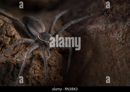 Un radiatolineatus Nilus, spider Pêche, chasse des proies sur les rochers surplombant l'eau à Madikwe Game Reserve, Province du Nord-Ouest, Afrique du Sud. Banque D'Images