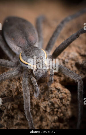 Un radiatolineatus Nilus, spider Pêche, chasse des proies sur les rochers surplombant l'eau à Madikwe Game Reserve, Province du Nord-Ouest, Afrique du Sud. Banque D'Images