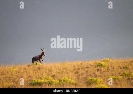 Parc national de Bontebok, Western Cape, Afrique du Sud a été déclarée pour protéger l'antilope Bontebok rares et endémiques, Damaliscus pygargus pygargus. Banque D'Images