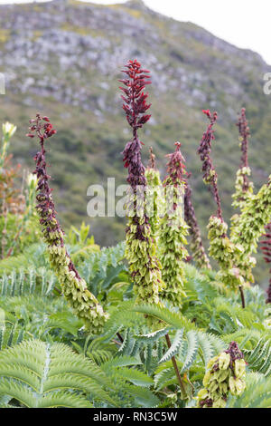 Fleur de miel, Touch-Me-pas, Melianthus major, Kisrtenbosch Botanical Graden, Western Cape, Afrique du Sud, collante, riches en nectar, de resupination rose ... Banque D'Images