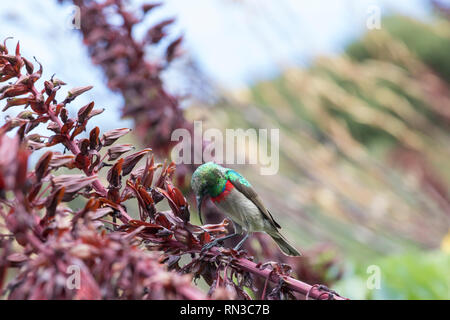 Moins d'hommes d'Afrique du Sud ou Sunbird, Chalcomitra chalybeus, se nourrissant de Melianthus major ou miel Bush dans les jardins botaniques de Kirstenbosch, West Banque D'Images