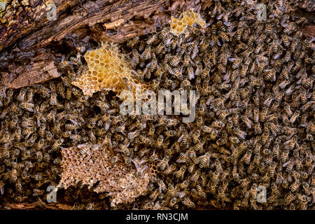 Les abeilles dans l'état sauvage sur arbre à miel Banque D'Images