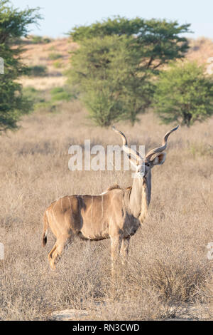 Bull, grand koudou Tragelaphus strepsiceros, Kgalagadi Transfrontier Park, Northern Cape Afrique du Sud à l'aube vue du côté d'alerte dans les prairies avec acacia Banque D'Images