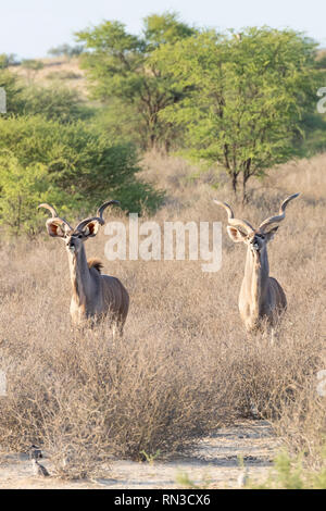 Deux taureaux, grand koudou Tragelaphus strepsiceros, Kgalagadi Transfrontier Park, Northern Cape Afrique du Sud à l'aube debout face à caméra dans savannah Banque D'Images