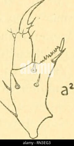 . Annales de Biologie lacustre. Histoire naturelle ; animaux d'eau douce plantes d'eau douce ; ; lacs. . Veuillez noter que ces images sont extraites de la page numérisée des images qui peuvent avoir été retouchées numériquement pour plus de lisibilité - coloration et l'aspect de ces illustrations ne peut pas parfaitement ressembler à l'œuvre originale.. Station biologique d'Overmeire. Bruxelles : F. Vanbuggenhoudt Banque D'Images