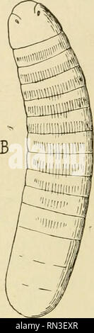 . Annales de Biologie lacustre. Histoire naturelle ; animaux d'eau douce plantes d'eau douce ; ; lacs. . Veuillez noter que ces images sont extraites de la page numérisée des images qui peuvent avoir été retouchées numériquement pour plus de lisibilité - coloration et l'aspect de ces illustrations ne peut pas parfaitement ressembler à l'œuvre originale.. Station biologique d'Overmeire. Bruxelles : F. Vanbuggenhoudt Banque D'Images