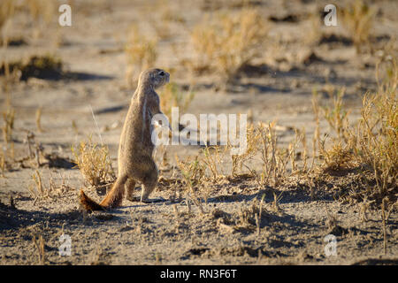 La masse de l'Afrique de l'écureuil dans le parc national d'Etosha, Namibie, Afrique Banque D'Images