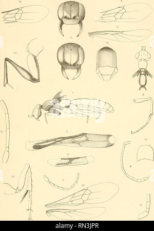 . Annalen des Naturhistorischen musées de Vienne. Naturhistorisches Museum (Autriche) ; l'histoire naturelle. FR. KOHL : Zur Kemitnis KjniuHioi Hei-)teren =t;n11.Eirloi oinpiliis). 1^ Taf. VIII.. Aiitoi- delin. Lith.u.Druct.V.A.BergerWieuATir Annal. d.kk. Hofmuseums Naturhist Band XV. , 1900. Veuillez noter que ces images sont extraites de la page numérisée des images qui peuvent avoir été retouchées numériquement pour plus de lisibilité - coloration et l'aspect de ces illustrations ne peut pas parfaitement ressembler à l'œuvre originale.. Naturhistorisches Museum (Autriche). Wien, Naturhistorisches Museum [etc. ] Banque D'Images