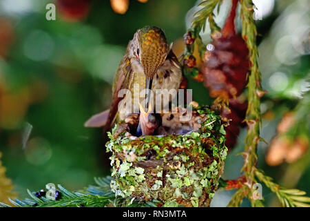 Anna's Hummingbird Poussins d'alimentation Banque D'Images